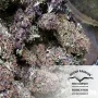 Cannabis seeds Frisian Dew® from Dutch Passion